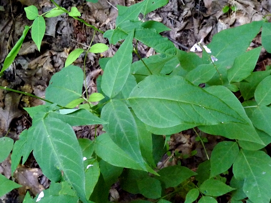 {Desmodium cuspidatum}